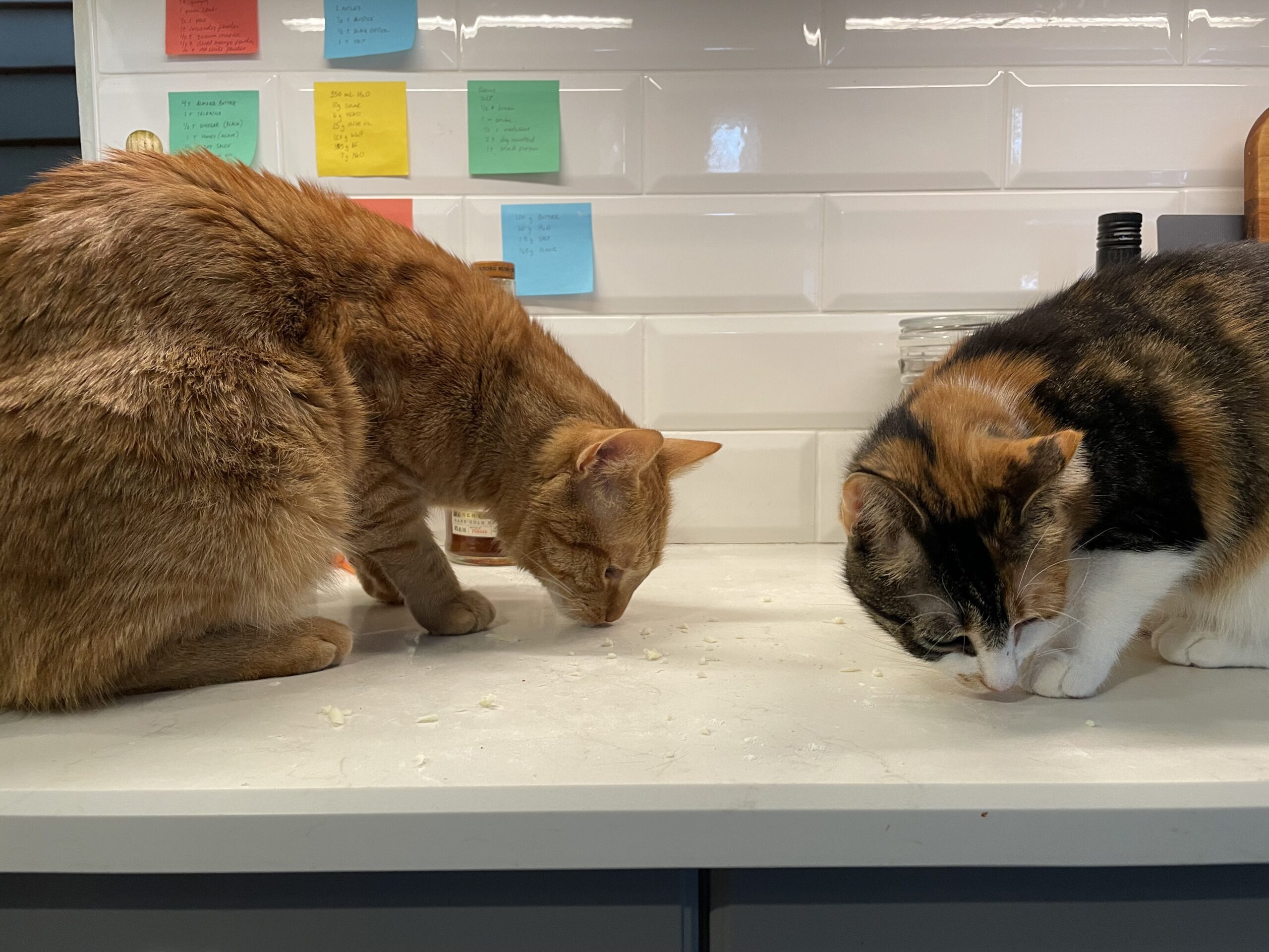 The scullery crew removes the cheese crumbs and residue from the counter.