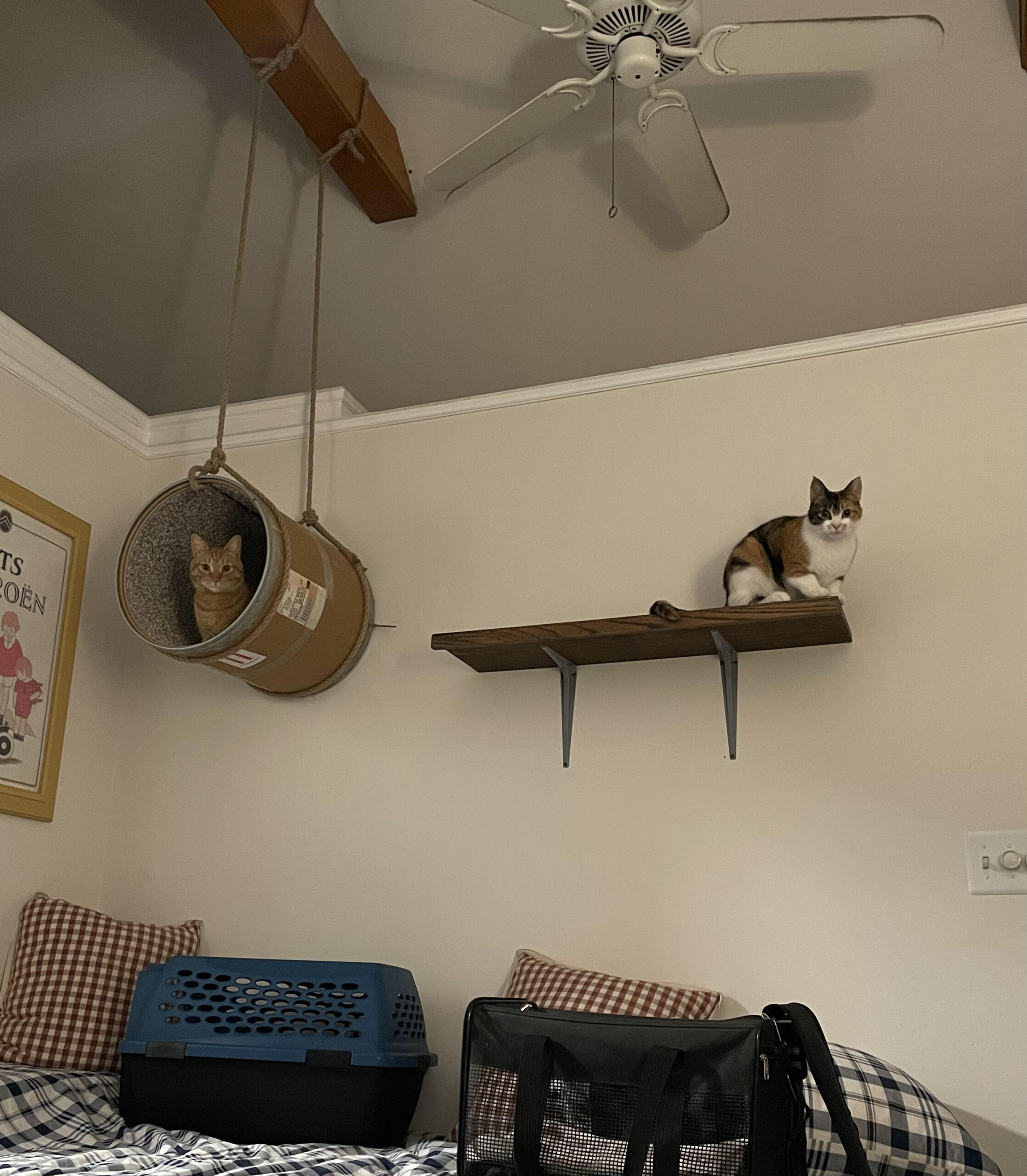 A small cardboard barrel hangs from a beam. There's an orange cat inside. Next to the barrel is a shelf, on which a small calico cat sits.