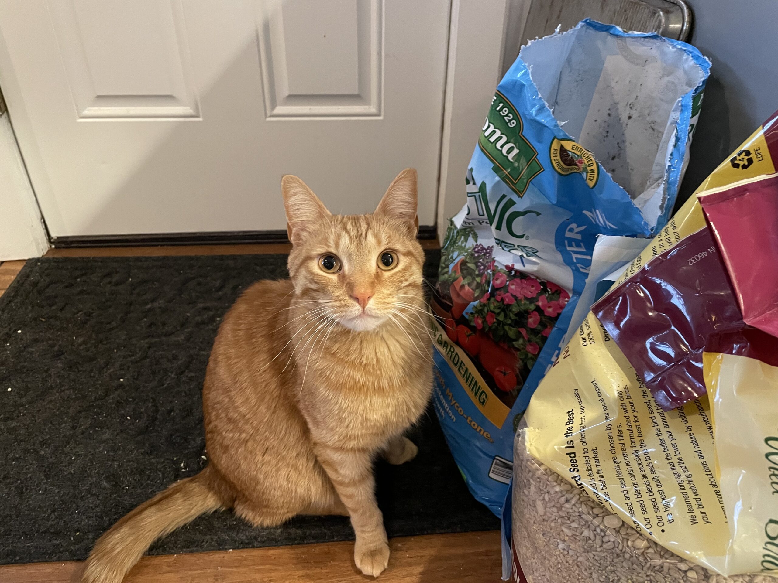 Ginger cat sits proudly next to open bags of potting mix and bird seed. If you zoom in, you can see the hole he bit in the bird seed bag.